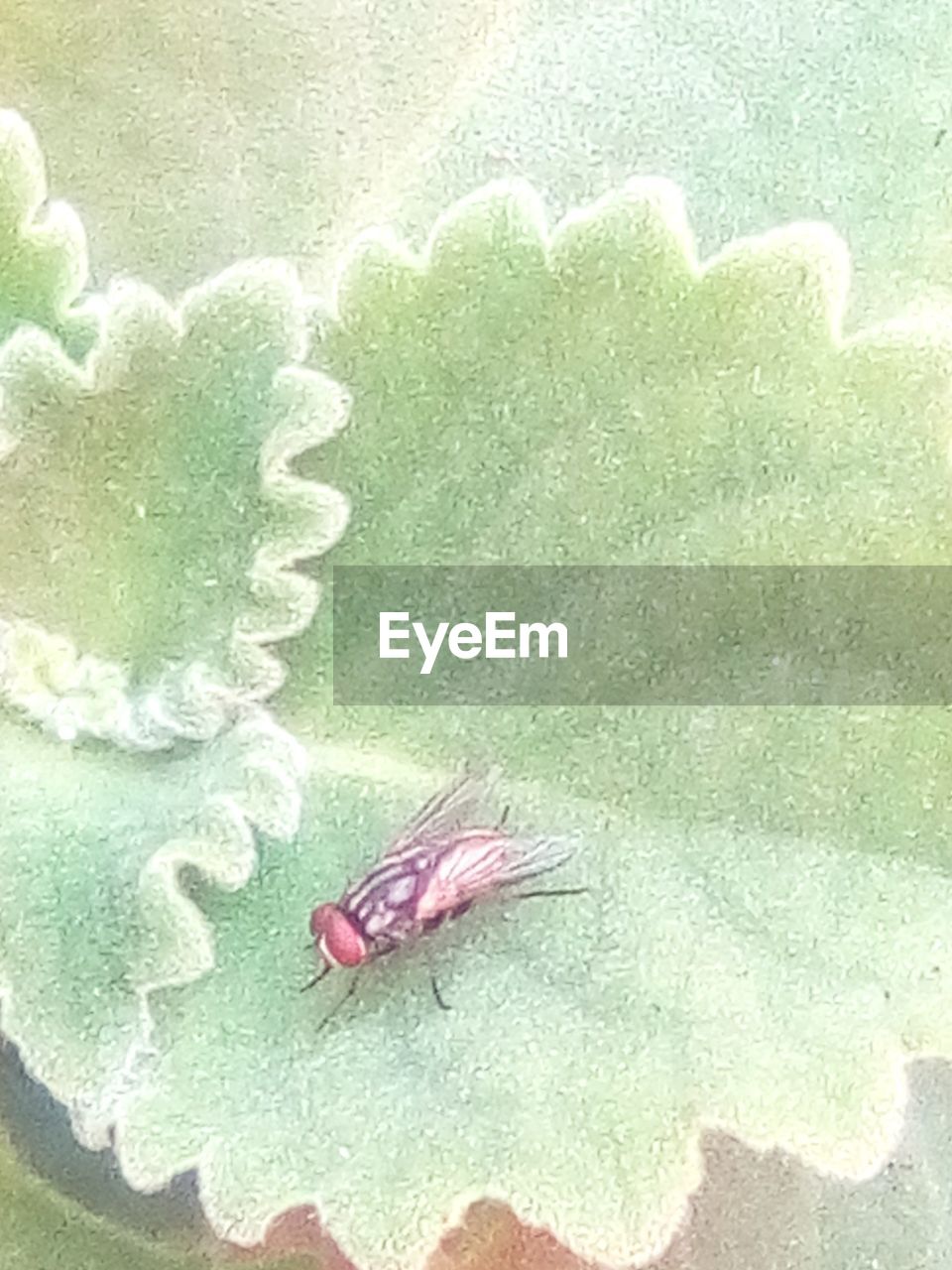 CLOSE-UP OF INSECT ON LEAF