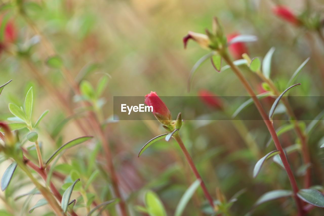 CLOSE-UP OF PINK FLOWERING PLANTS LEAVES