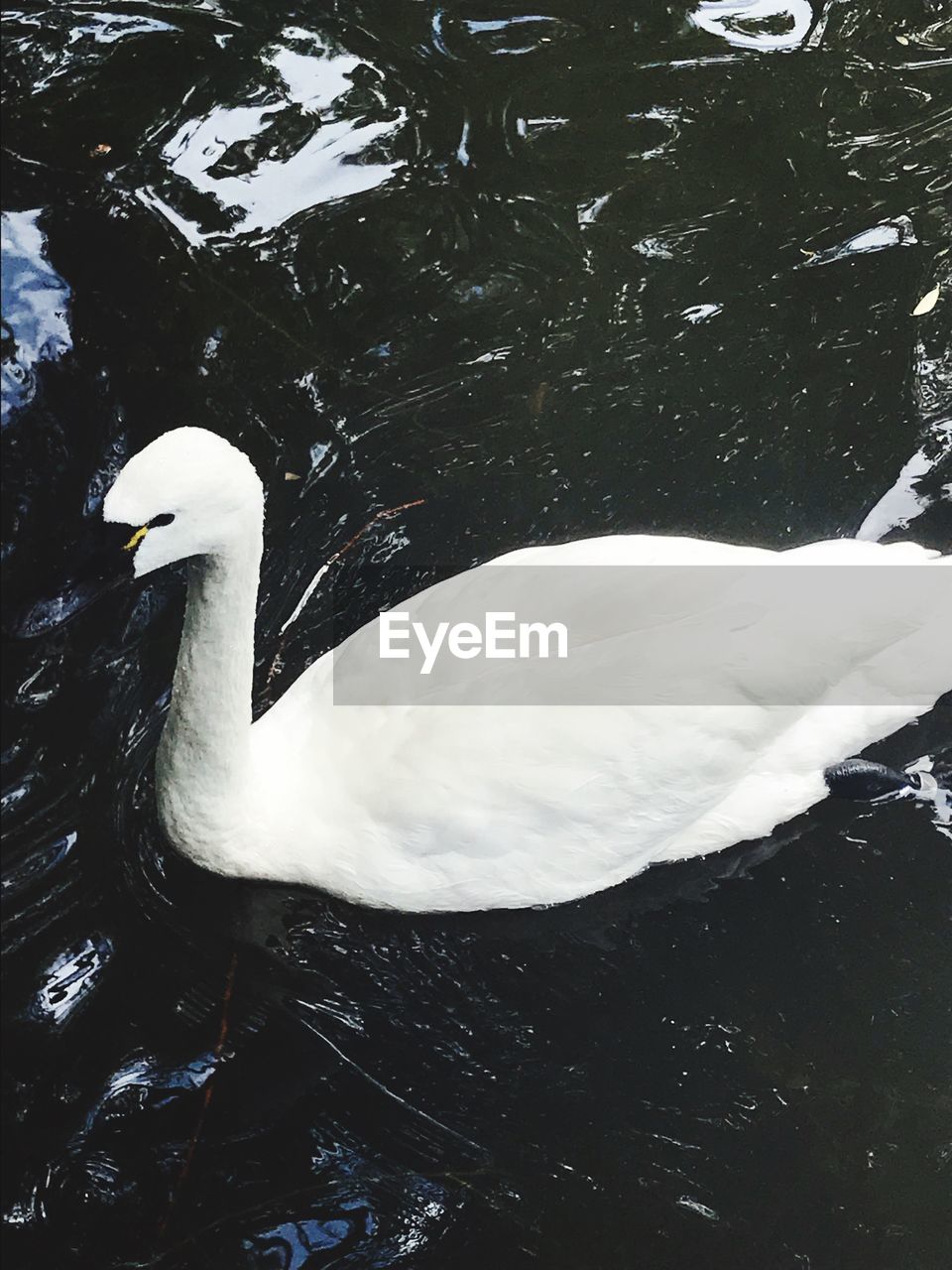 HIGH ANGLE VIEW OF SWAN FLOATING ON LAKE