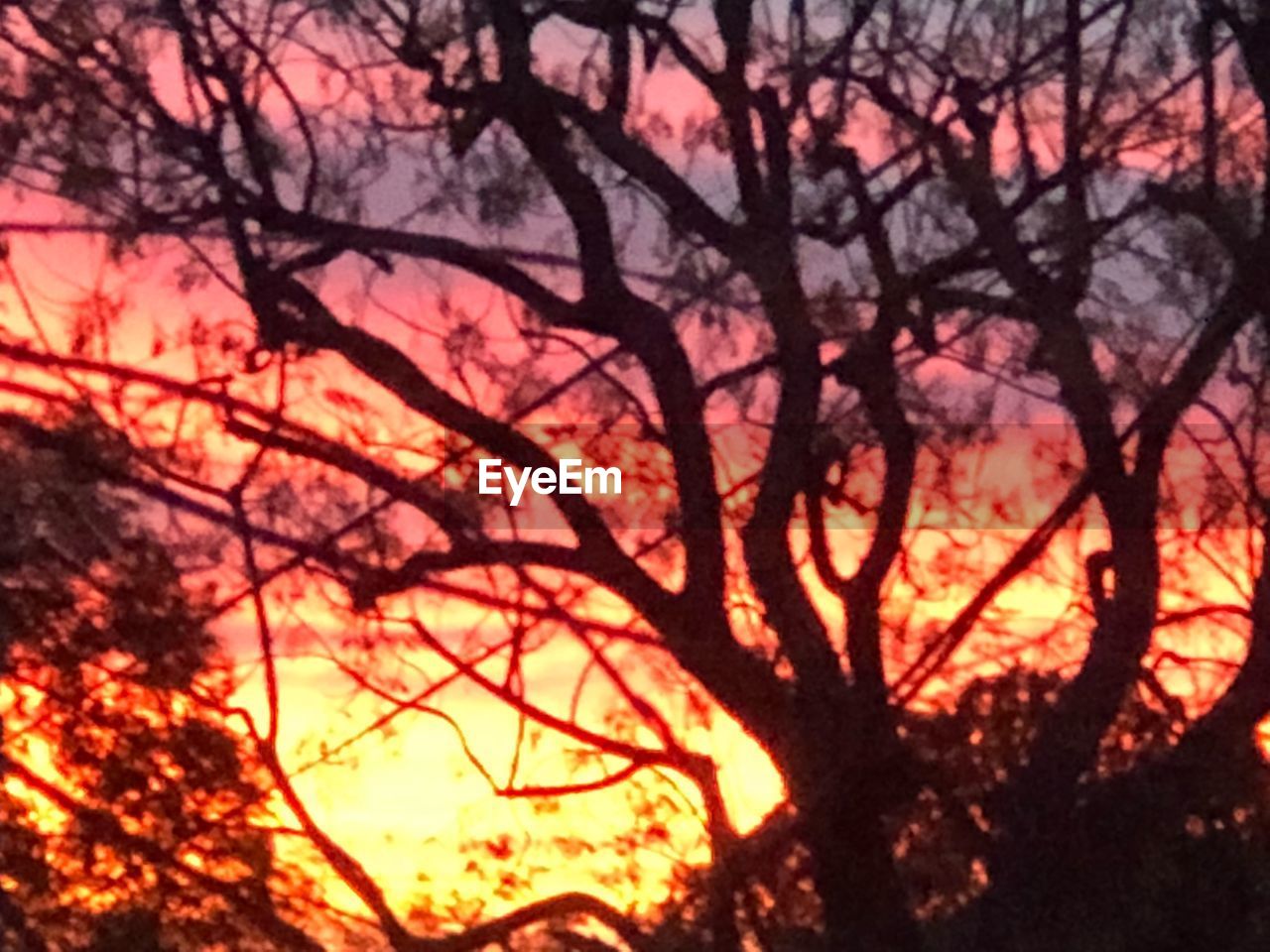LOW ANGLE VIEW OF SILHOUETTE BARE TREE AT SUNSET