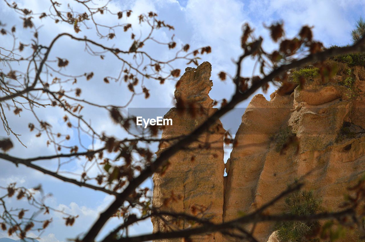 LOW ANGLE VIEW OF BIRDS PERCHING ON TREE