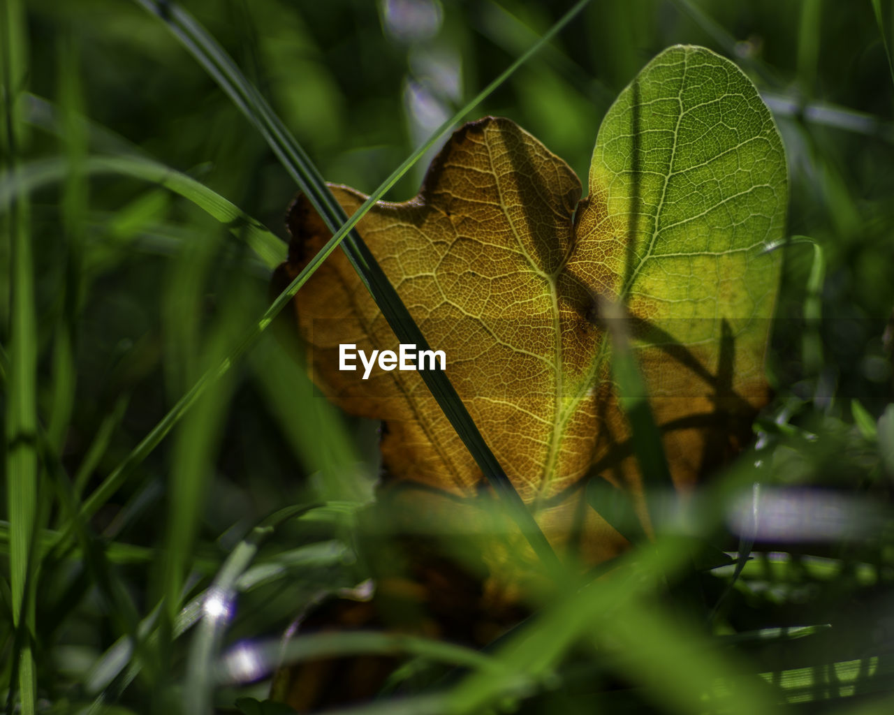 Close-up of dry leaf on land