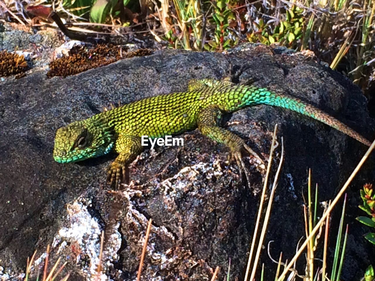 HIGH ANGLE VIEW OF IGUANA