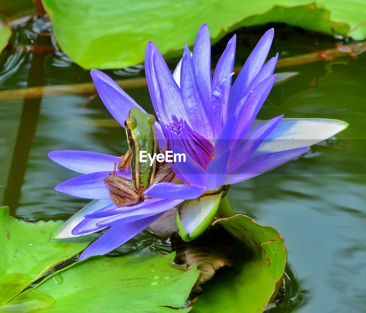 Close-up of frog on purple water lily in lake