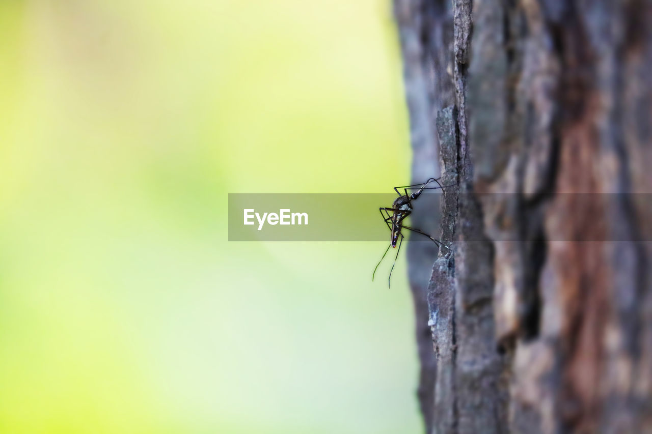 Close-up of insect on tree trunk