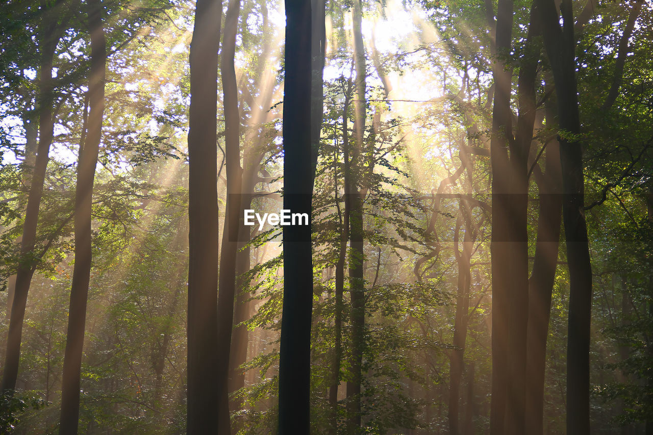 Low angle view of sunlight streaming through trees in forest