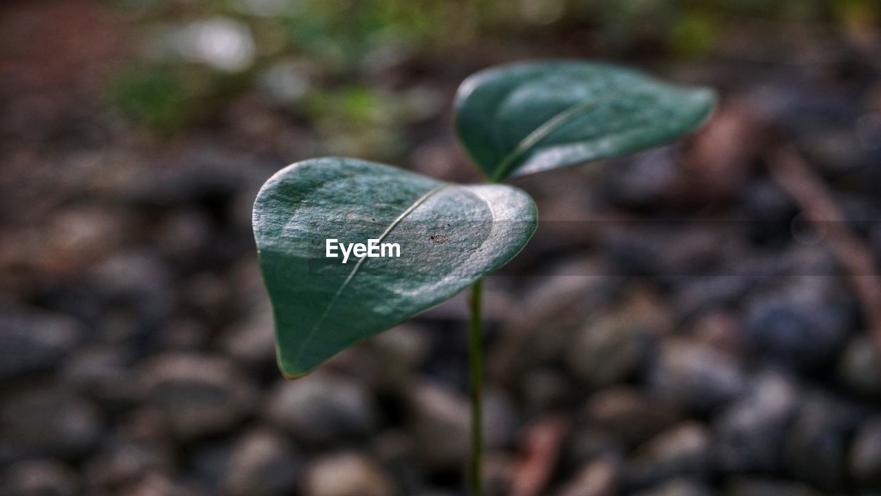 Close-up of heart shape leaf