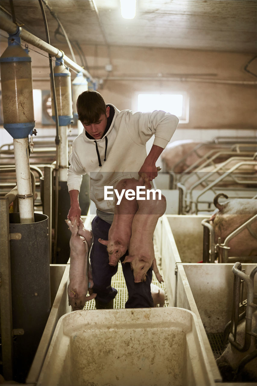 Teenage boy carrying piglets at pigpen