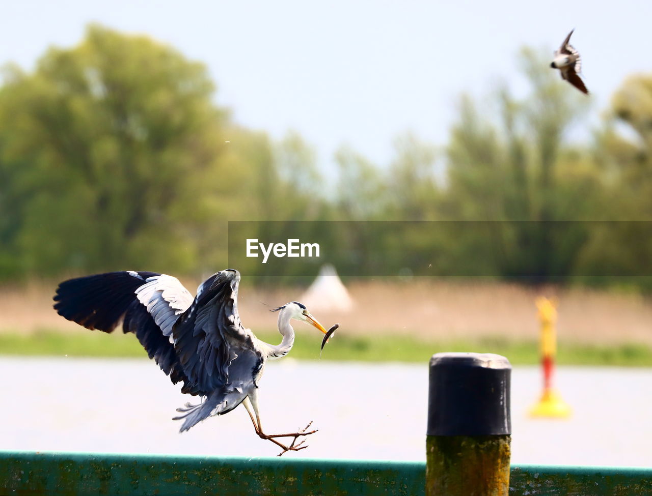 VIEW OF BIRD FLYING OVER A BLURRED BACKGROUND