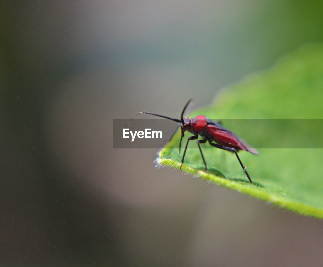Close-up of insect on leaf contrasted colours