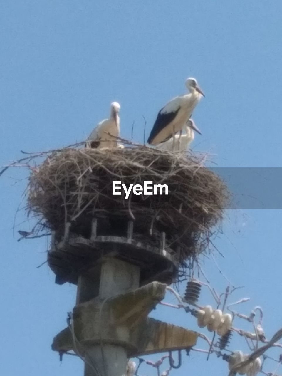 LOW ANGLE VIEW OF BIRDS PERCHING ON NEST