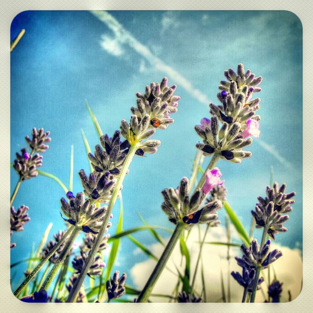 LOW ANGLE VIEW OF FLOWERS BLOOMING AGAINST CLEAR SKY