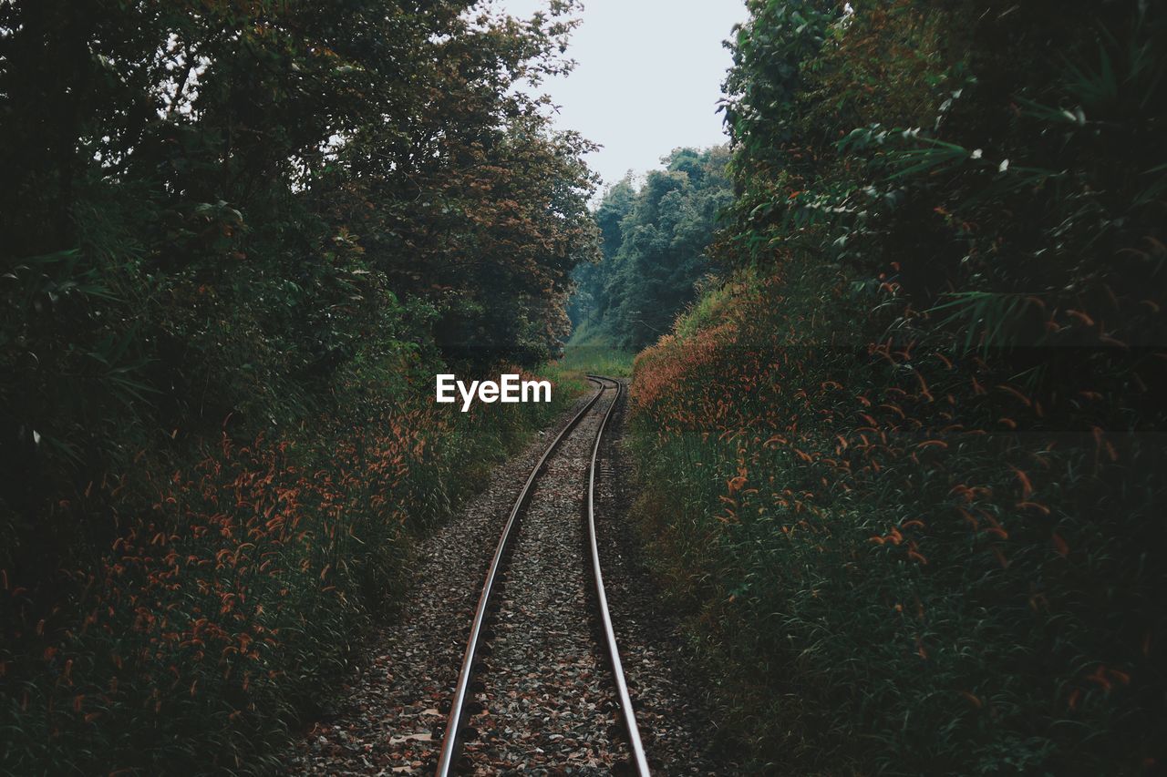 Railroad tracks amidst trees in forest