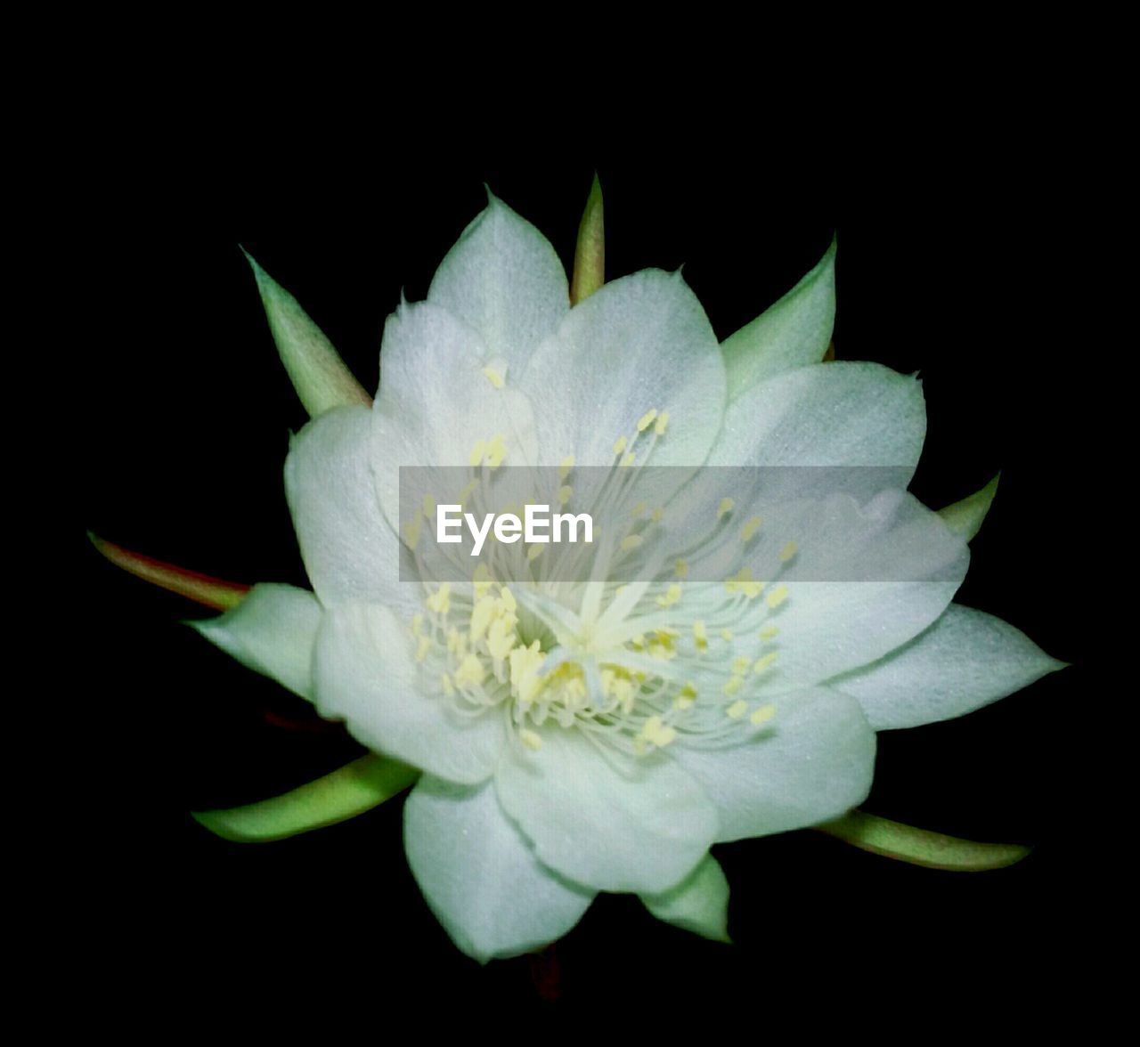 CLOSE-UP OF WHITE FLOWERS BLOOMING AGAINST BLACK BACKGROUND