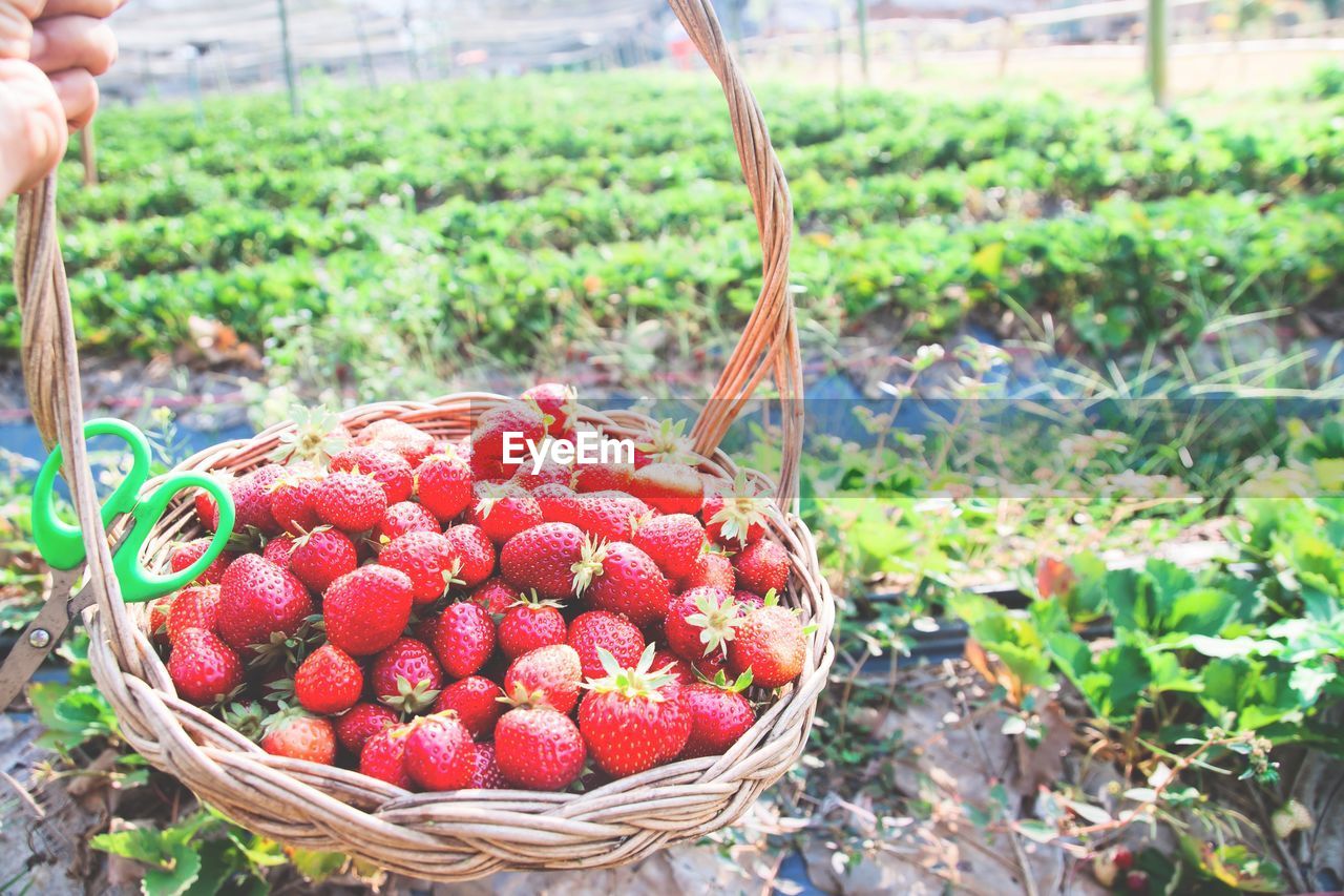 Close-up of fruits in basket