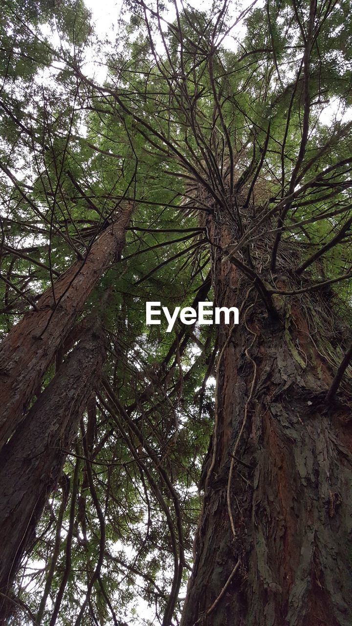 LOW ANGLE VIEW OF TREE IN FOREST