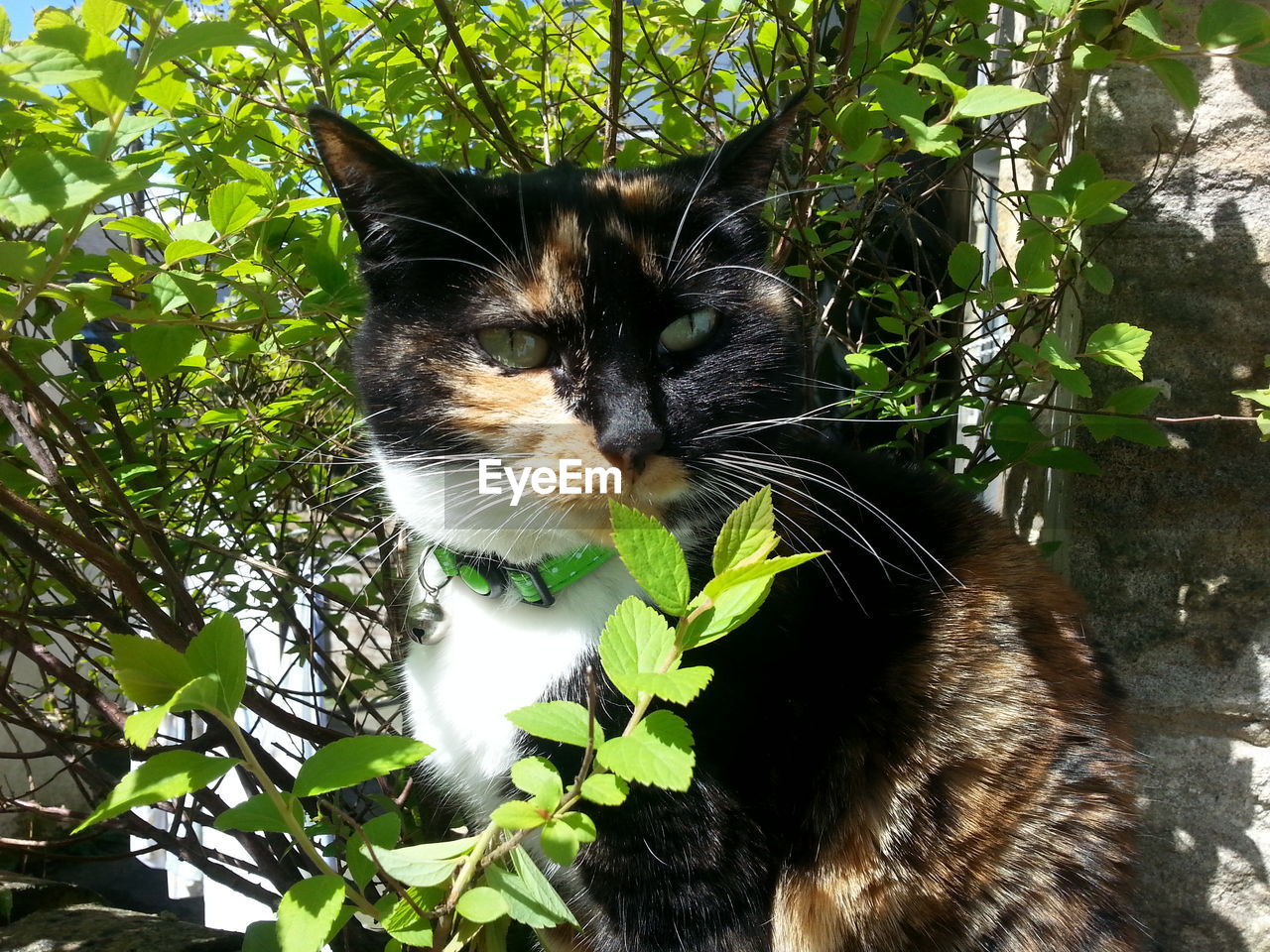 Close-up of cat