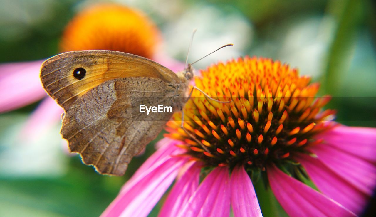 Butterfly pollinating on purple coneflower