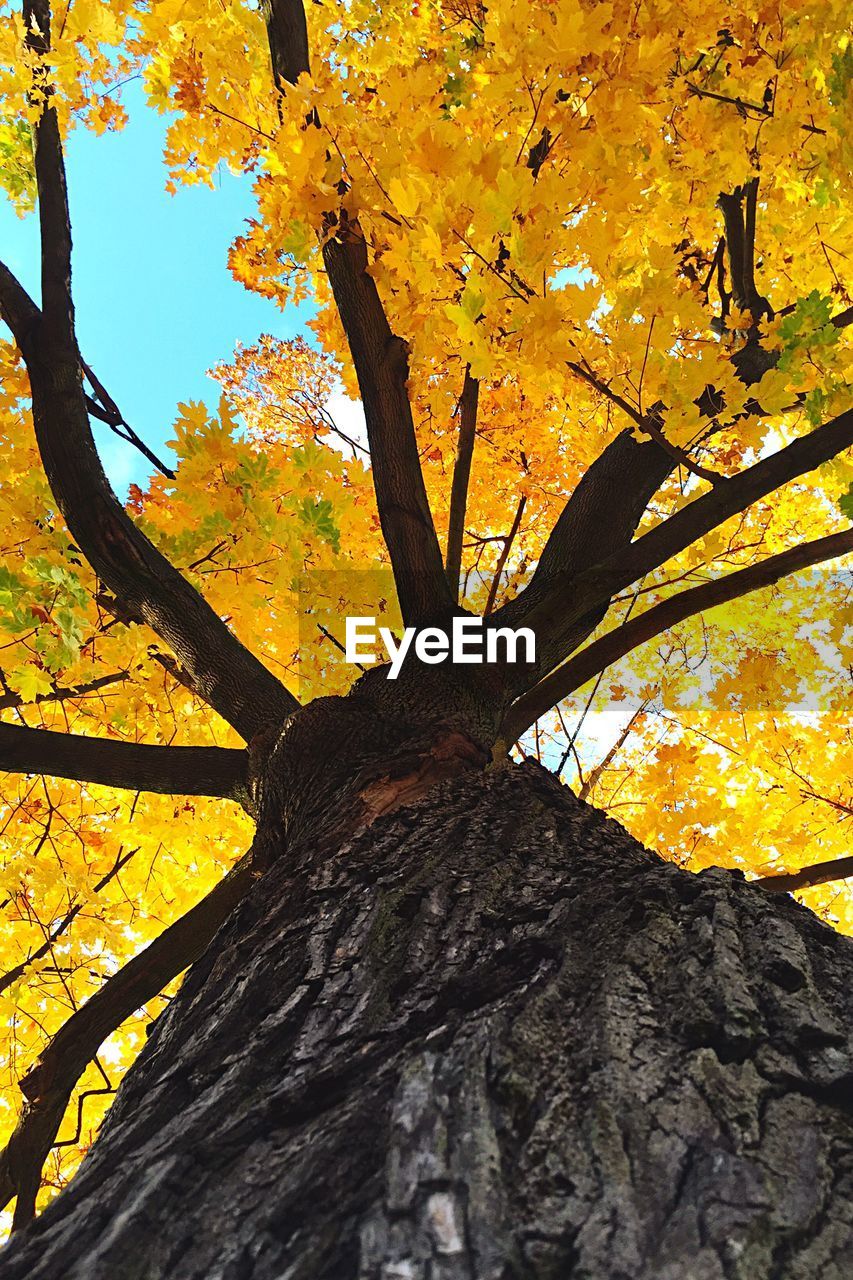 Directly below shot of tree during autumn