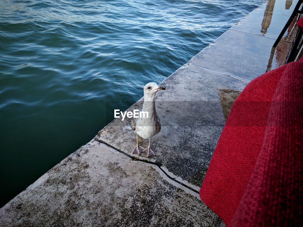 High angle view of seagull perching on the side of a venetian channel