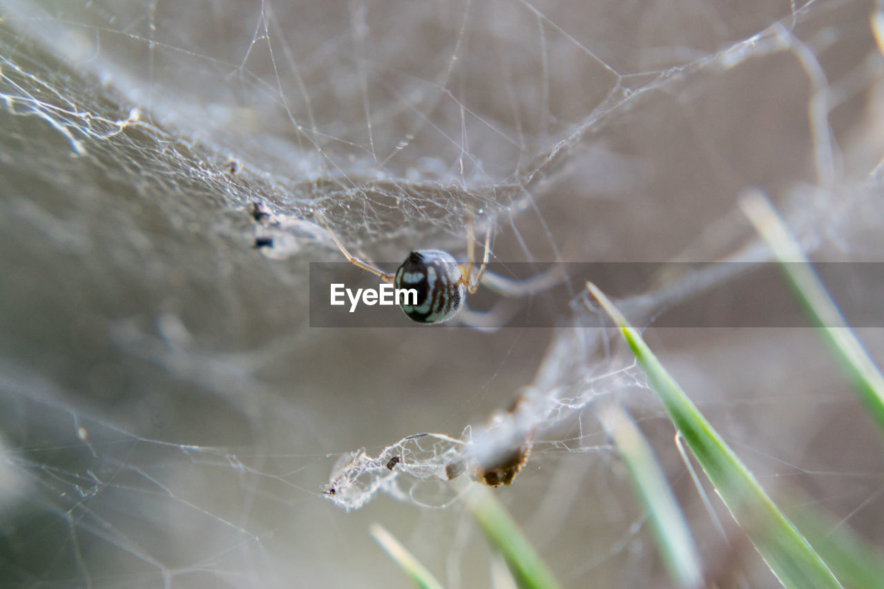 CLOSE-UP OF SPIDER WEB