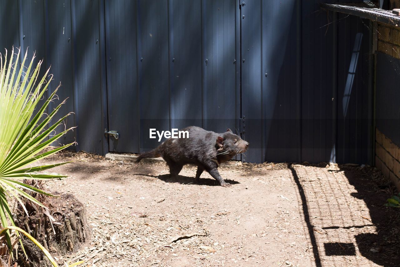 Tasmanian devil in zoo