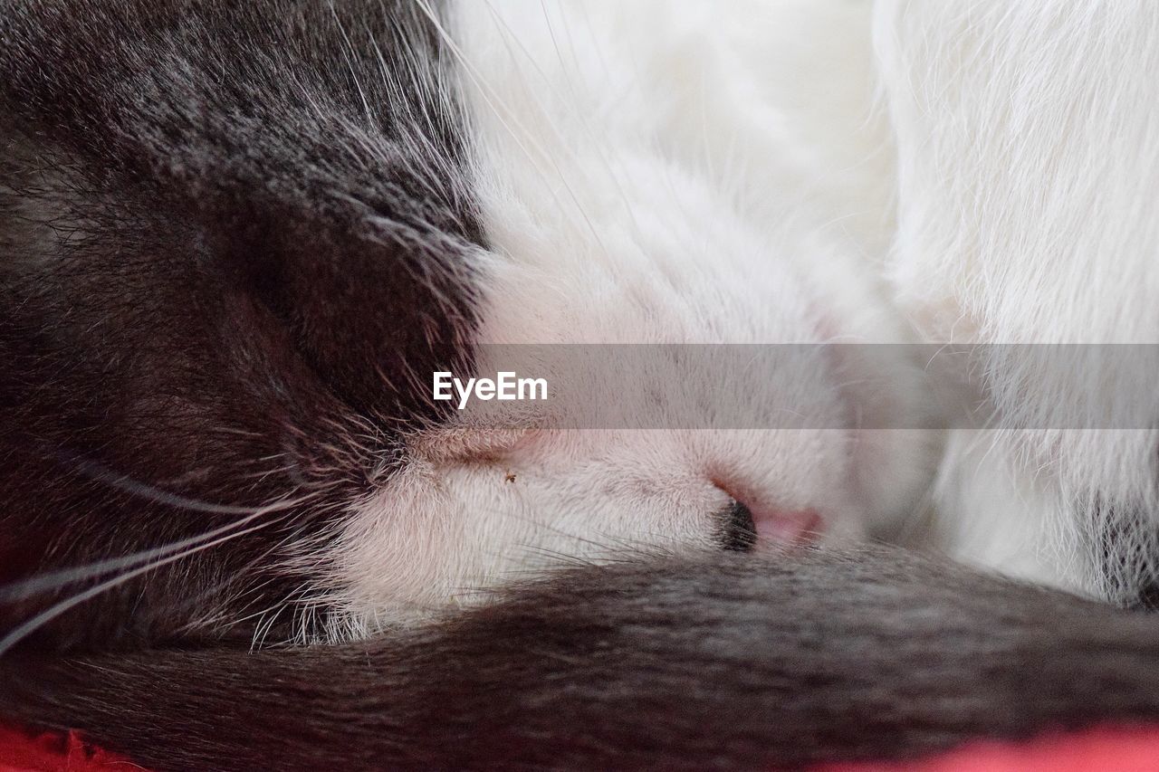 CLOSE-UP OF CAT
