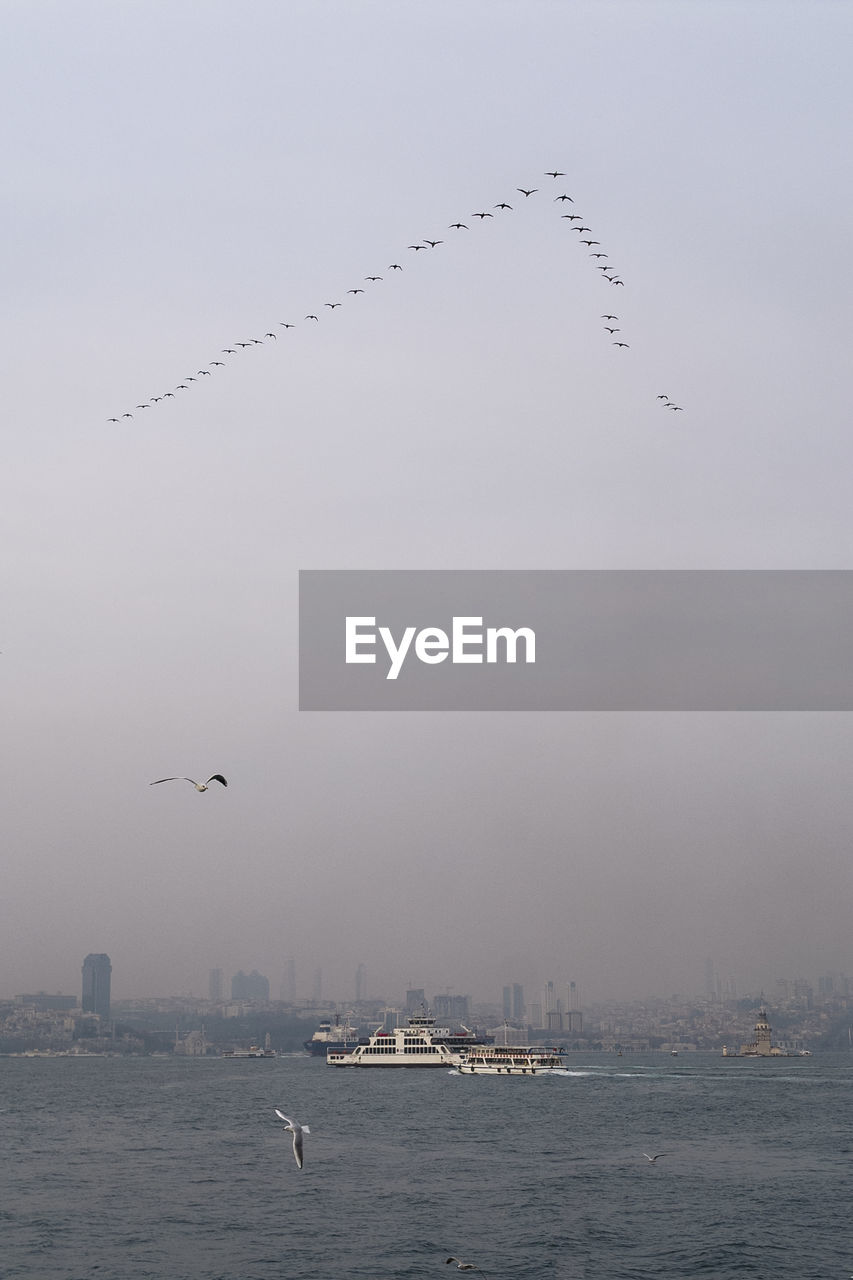 Birds flying over sea against clear sky