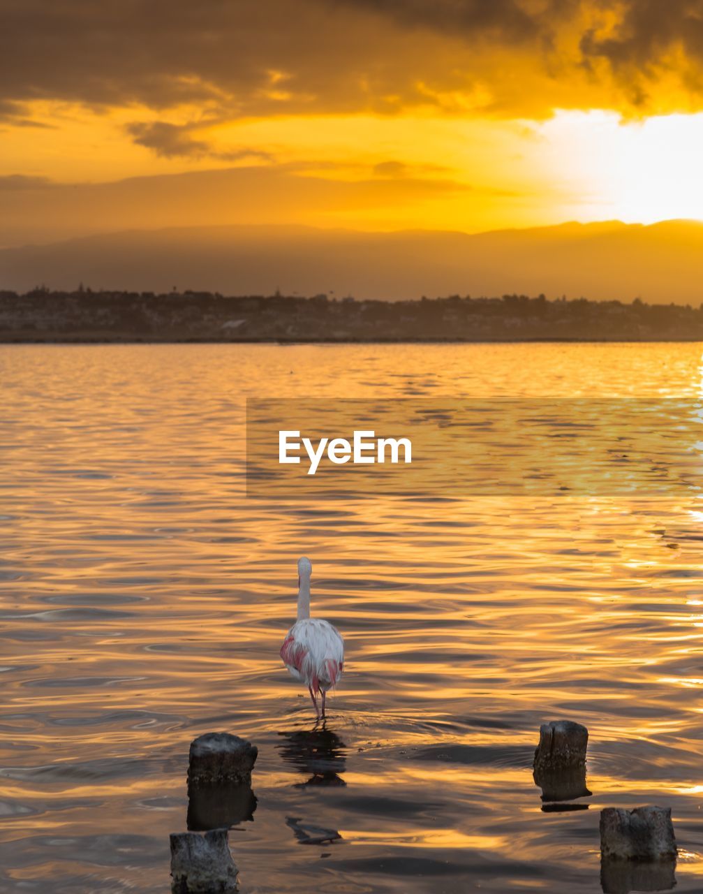 Bird in lake against orange sky during sunset