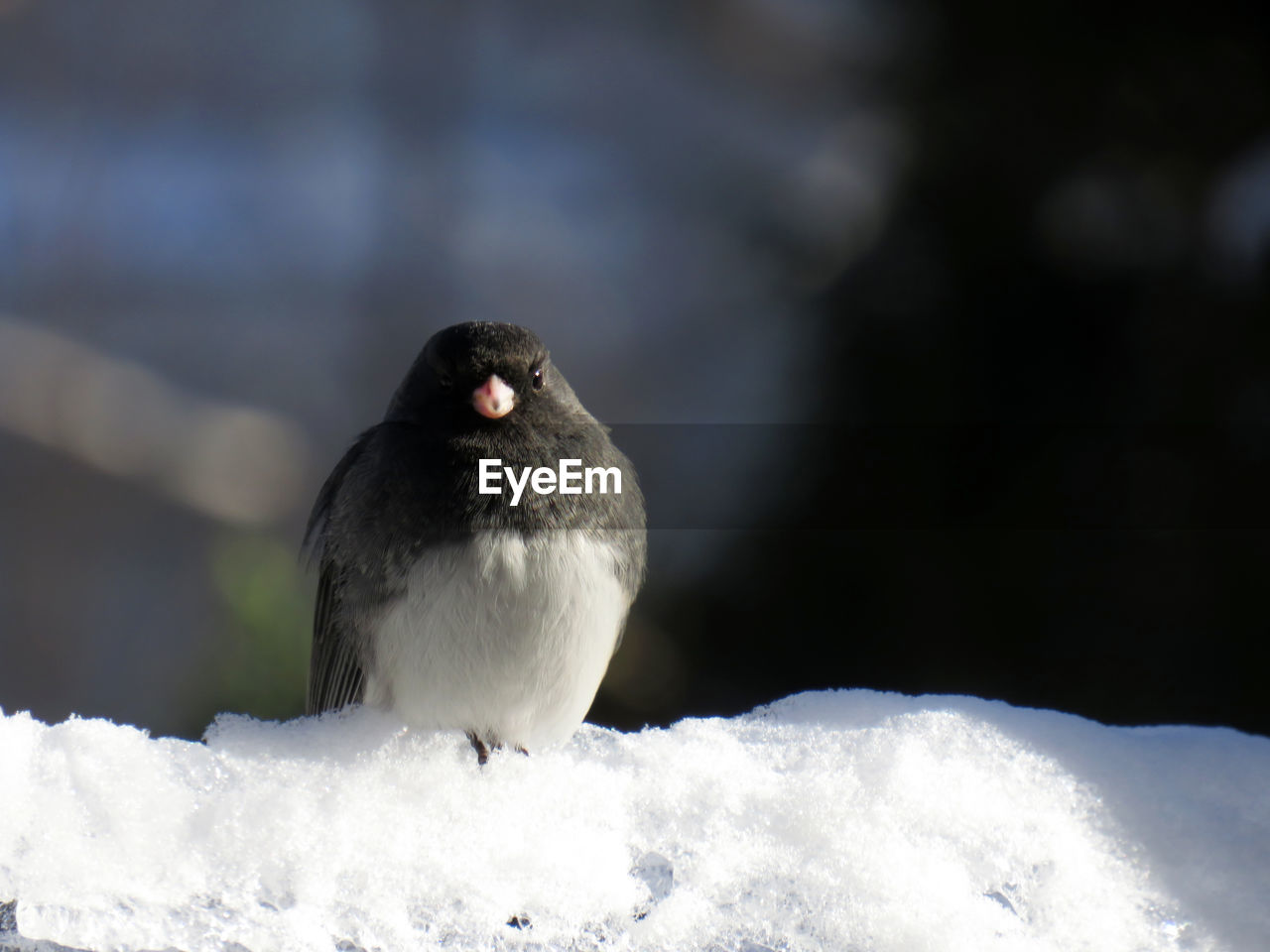 Junco bird sitting in the white snow of winter