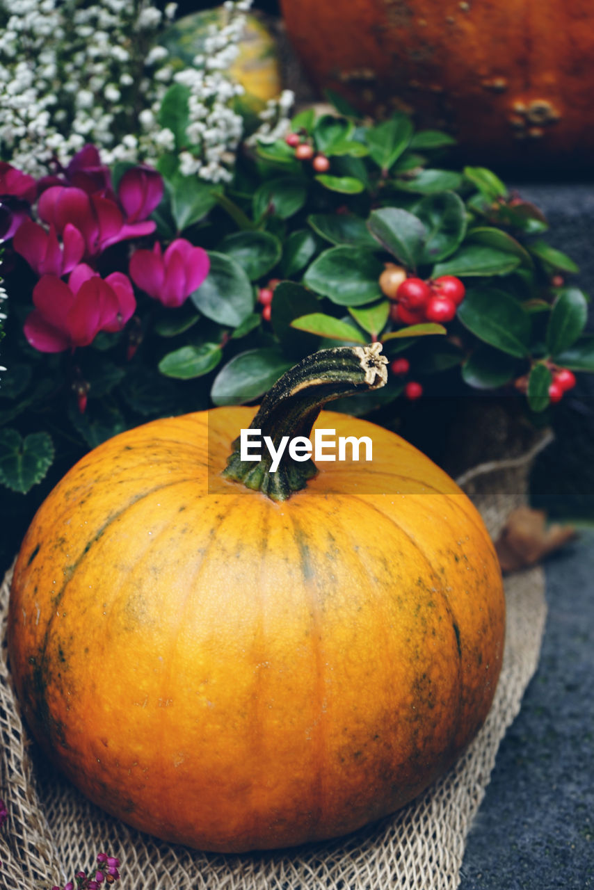 High angle view of pumpkin by plants on retaining wall