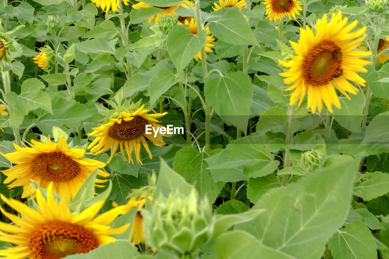 Close-up of yellow flowering plant