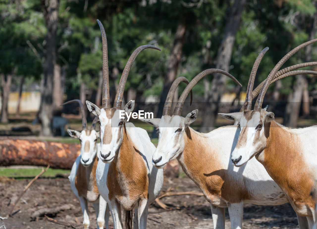 DEER STANDING ON FIELD AGAINST TREES