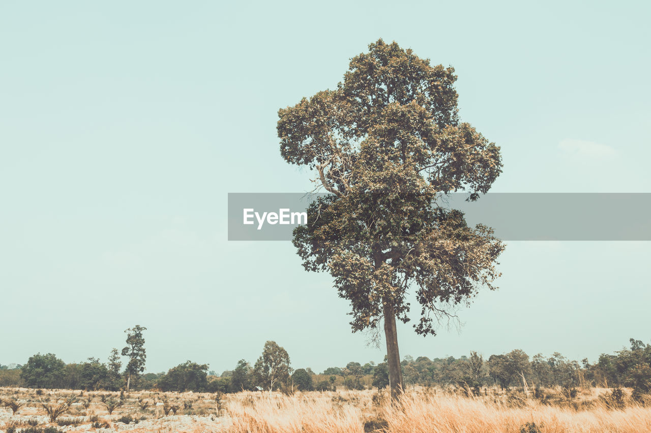 View of a landscape with a trees and dry meadow