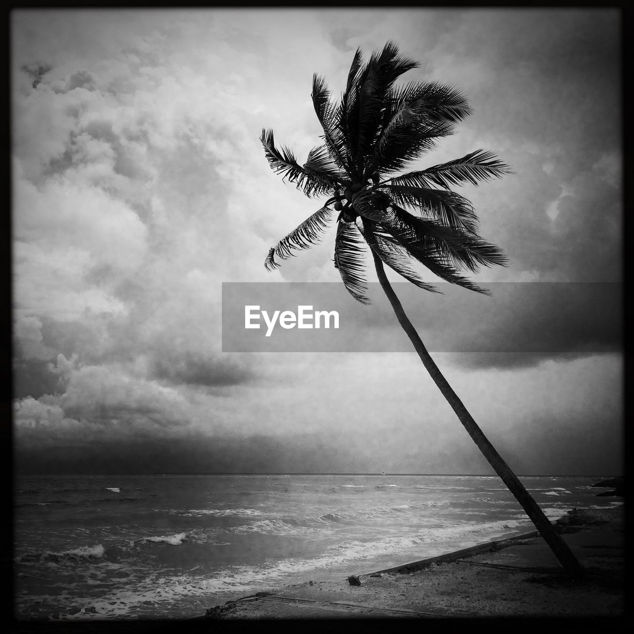 black and white, palm tree, monochrome photography, sky, tropical climate, water, sea, monochrome, nature, beauty in nature, cloud, black, land, beach, tree, plant, horizon over water, horizon, no people, tranquility, scenics - nature, auto post production filter, coconut palm tree, darkness, tranquil scene, outdoors, white, transfer print, day