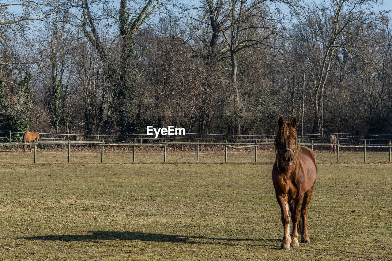 Red brown horse, an animal with a dark coat in a ranch enclosure