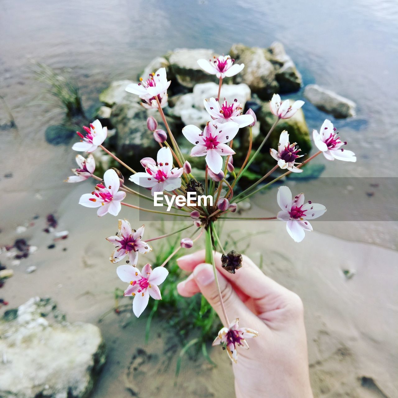 Cropped image of woman hand holding pink flowers at beach