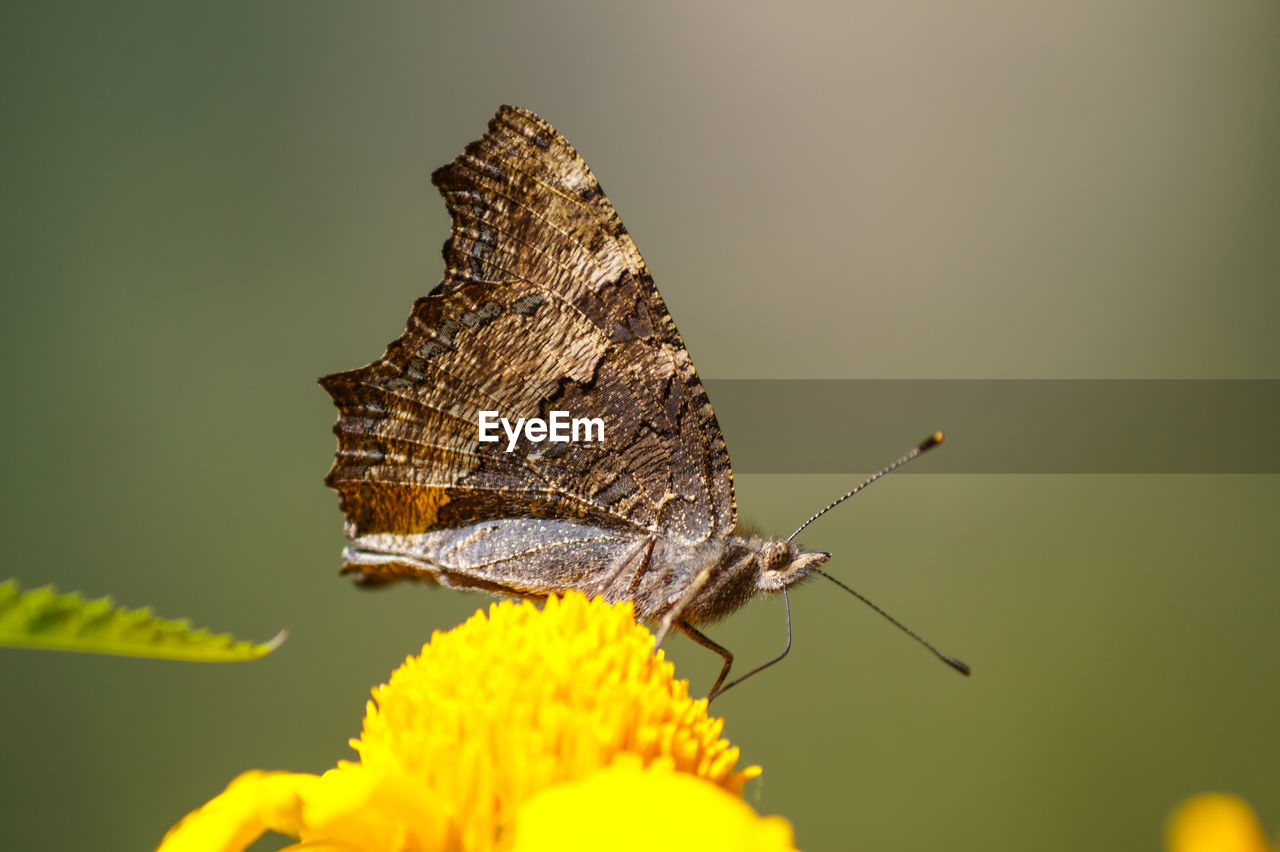 CLOSE-UP OF BUTTERFLY