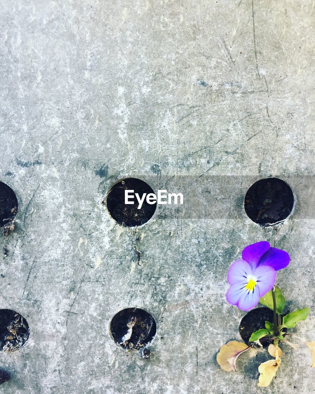 flower, high angle view, no people, flowering plant, blue, nature, day, plant, leaf, outdoors, close-up, circle, directly above, purple