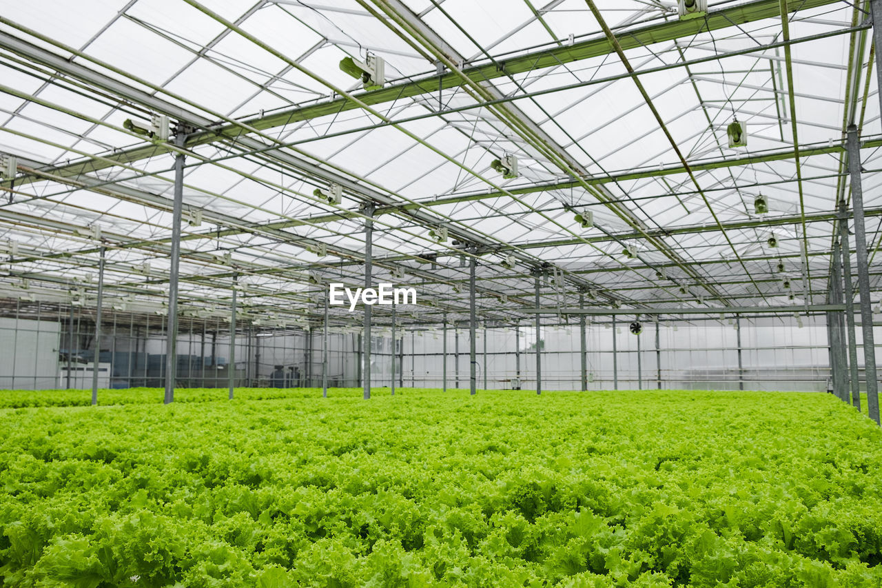 Greenhouse plantation with lettuce greenery. concept for industrial agriculture. rows of plant