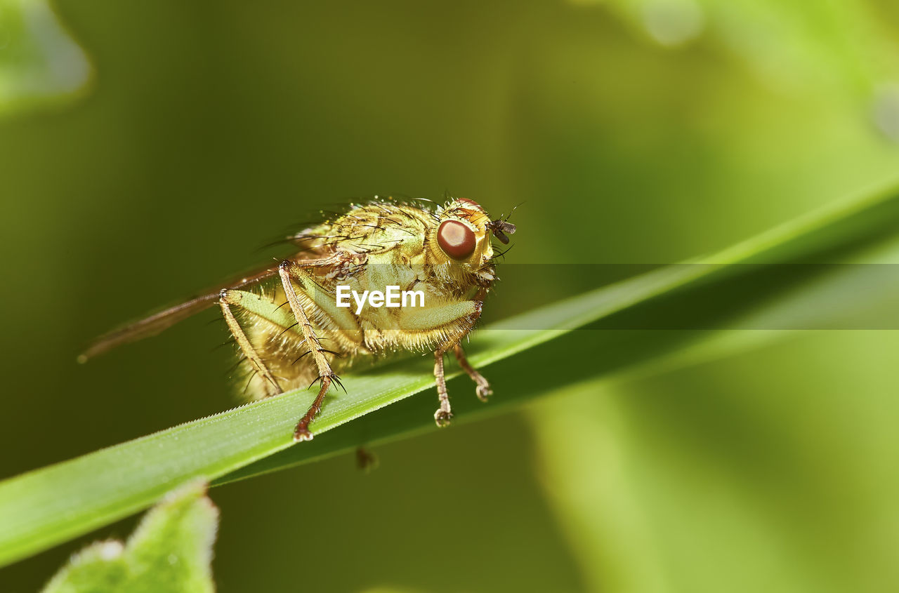 CLOSE-UP OF CATERPILLAR ON PLANT