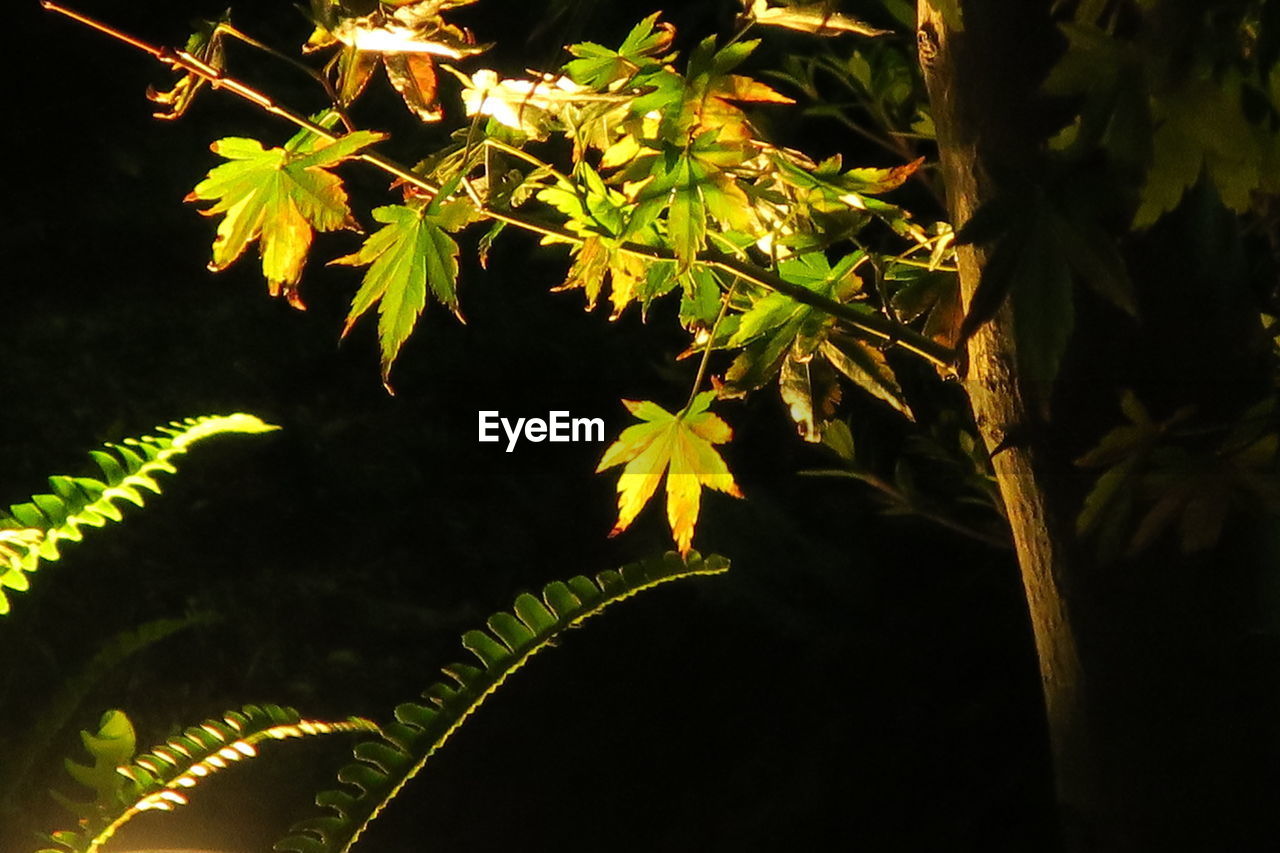 CLOSE-UP OF MAPLE TREE AT NIGHT