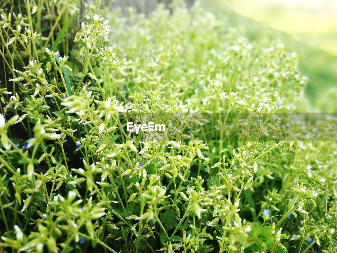 CLOSE-UP OF FRESH GREEN PLANTS ON FIELD