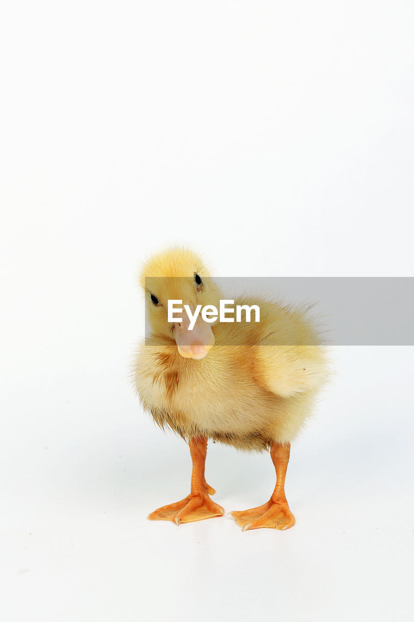 Ducklings in white background, can be cut for the purpose of photo books, illustrations, graphics 