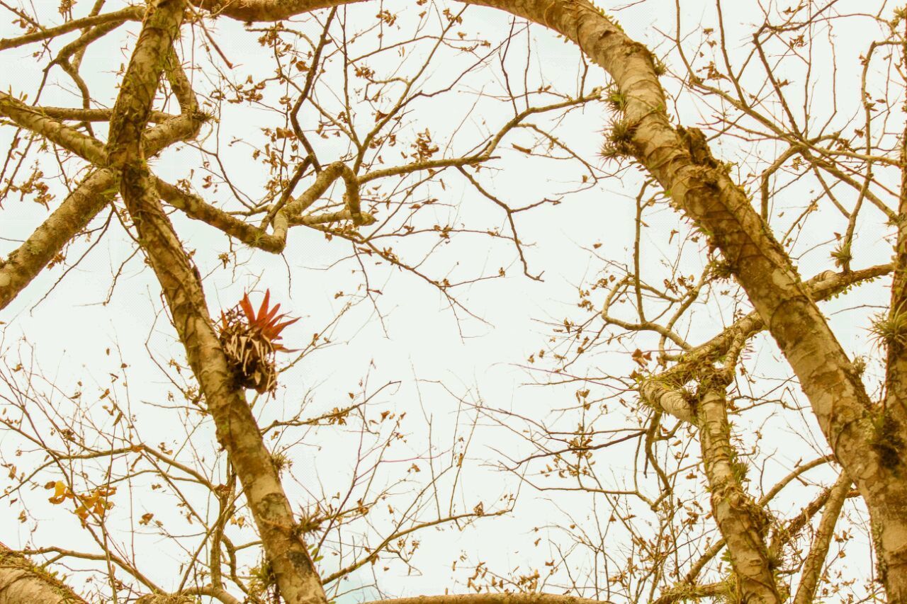 Low angle view of tree against sky