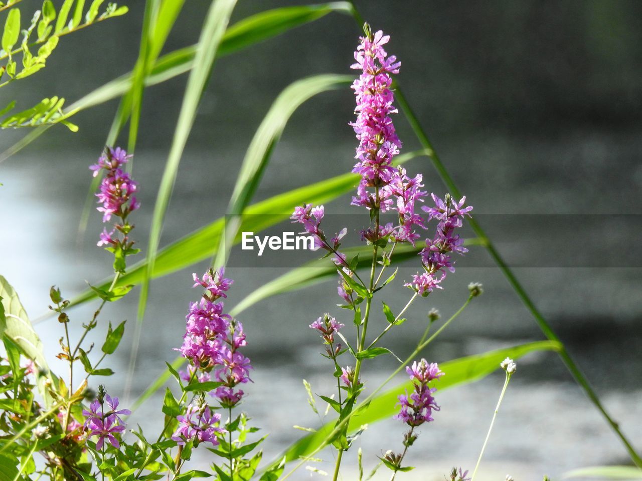 CLOSE-UP OF PURPLE FLOWERING PLANTS