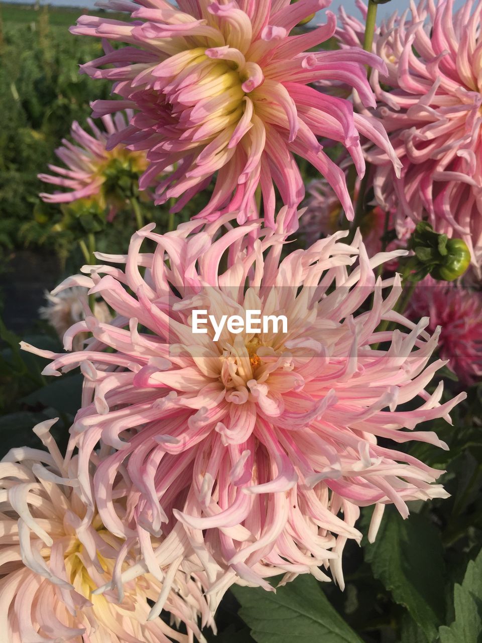 CLOSE-UP OF PINK FLOWERS BLOOMING