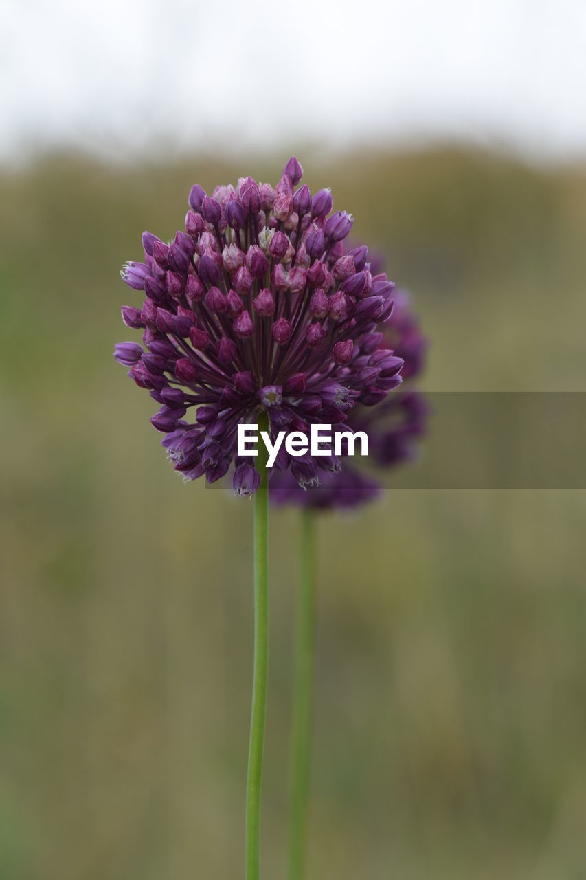 CLOSE-UP OF PURPLE FLOWER ON PLANT