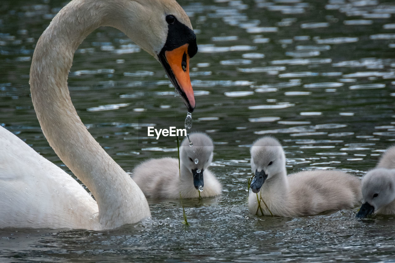 Swanlings eating lessons