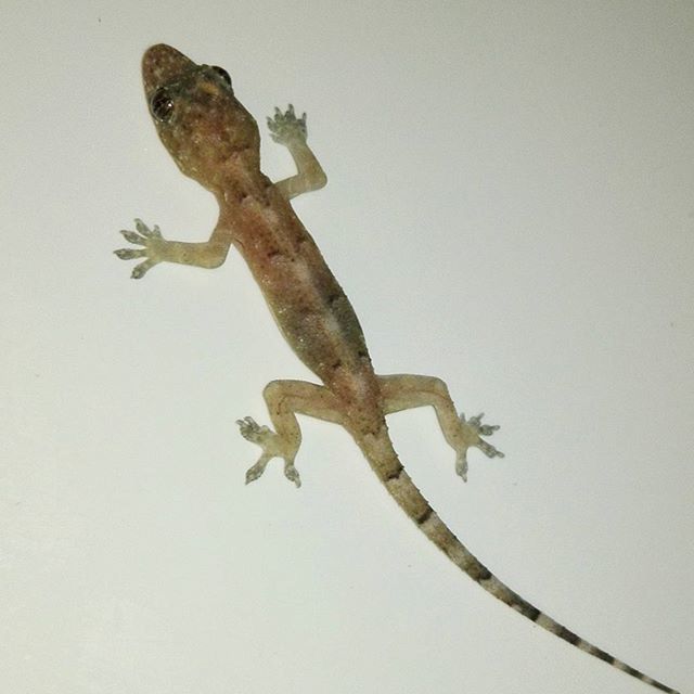 CLOSE-UP OF LIZARD ON WALL